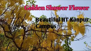 Golden Shower Plant  In IIT Kanpur | Amaltas Tree | Beautiful IIT Campus #iitkanpur  #yellowflowers