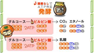 生物１章９話「発酵」ｂｙWEB玉塾