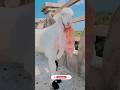 MASHALLAH HIJAJI BREED #bakra #goat #opshorts #animals #viral #1no_trending