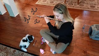 puppy reacts to the flute and violin | 9 week old Havanese puppy
