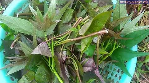 Sau Tết hãy thanh lọc cơ thể, giải độc gan thận ngay bằng món Canh Chay dân dã,, rất bổ dưỡng này