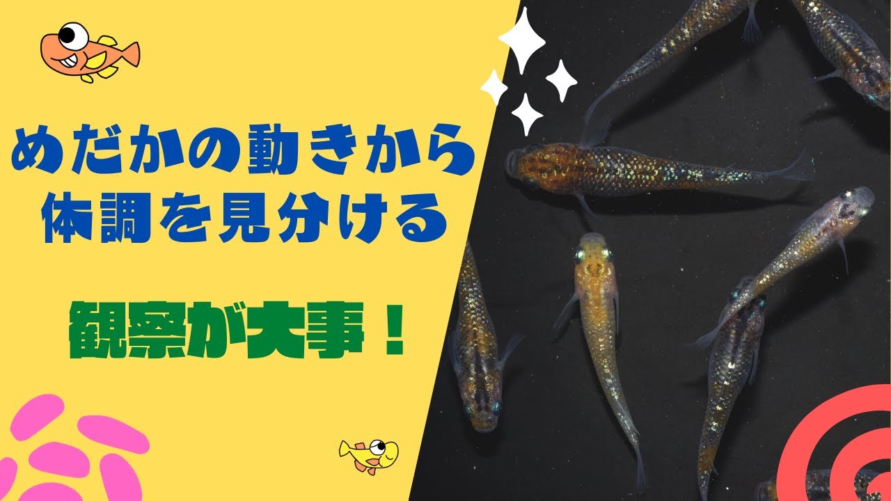 調子のいいめだか 悪いめだかの見分け方のポイント 泳ぎ方や餌の食いつき方をしっかりと観察しましょう Youtube