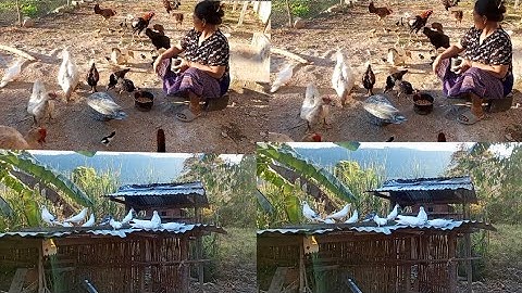 nyob zoo os los saib kuv pub qaib os 5/1/2024