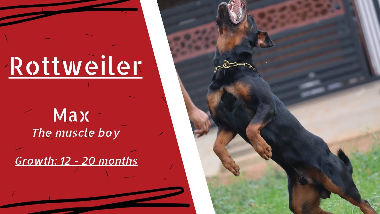 Rottweiler Rusty Growth 12-20 Months | Chatty Rotty [IN TAMIL] - YouTube