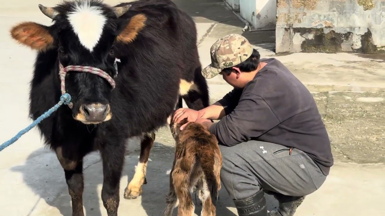 ДУ САР ГОВИ АРЗОНАКИ ФУРУШИ ☎️011 87 95 95 ☎️НАВОРИ ТОЗА 16 февраля 2026 г.