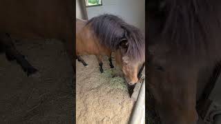 モコチャン、元気でいておくれ #かわいいポニー #クローバー牧場