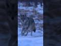Hunting Coyotes