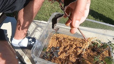 Propagating Crape Myrtles