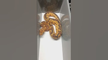 Fire enchi clown #ballpython #ballpythonsnake #pythonchallenge