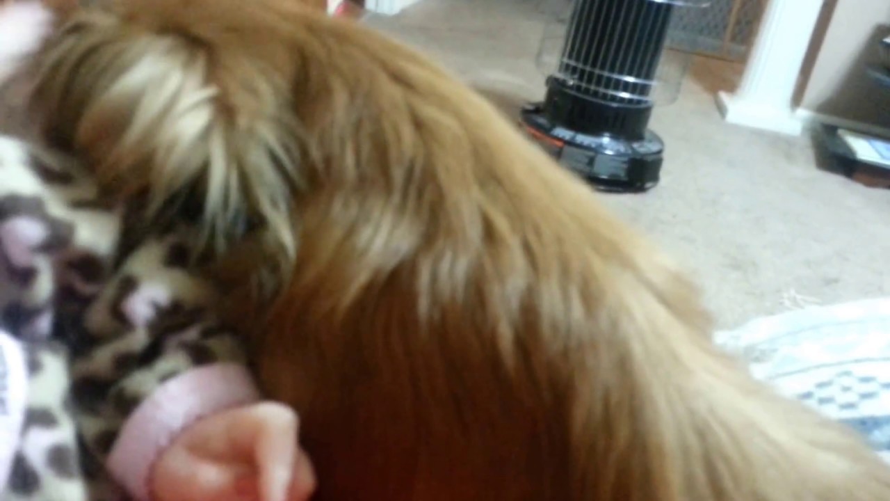 upload image Dog jealous of reborn