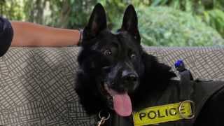 Lynnwood's K-9 Heroes: Police Dog Eli