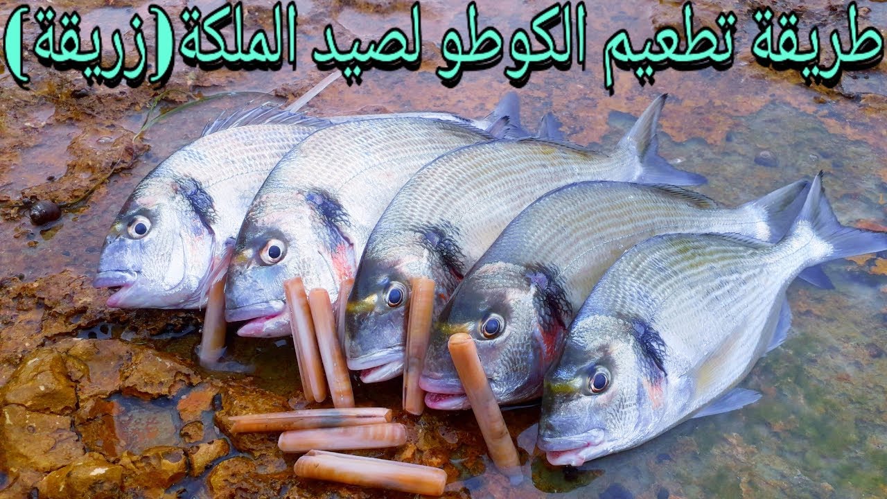 #Fishing_method_Dorad(#orata)using #kouto_surfcasting