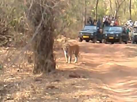 Tigers roar paralizes cameraman