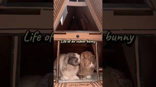 Thumbnail for Now this is the life I want #bunny #petrabbit #houserabbit #hollandlop
