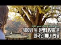 독일인 아내가 400년 된 은행나무를 보자 반응이!? | 주말 힐링 데이트 | 국제커플 | Old Korean Tree | International Couple