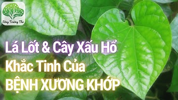 Kết Hợp Lá lốt và Cây Xấu Hổ Chữa Đau Xương Khớp: Hiệu Quả Gấp Bội