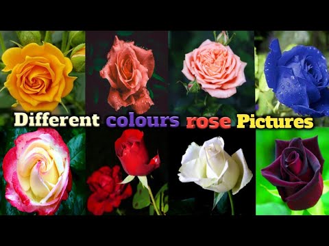 Vidéo: Variétés D'achimènes (49 Photos) : Description Des Achimènes Yellow English Rose Et Double Pink Rose, Made In Heaven Et Giselle, Peach Blossom Et Autres Variétés