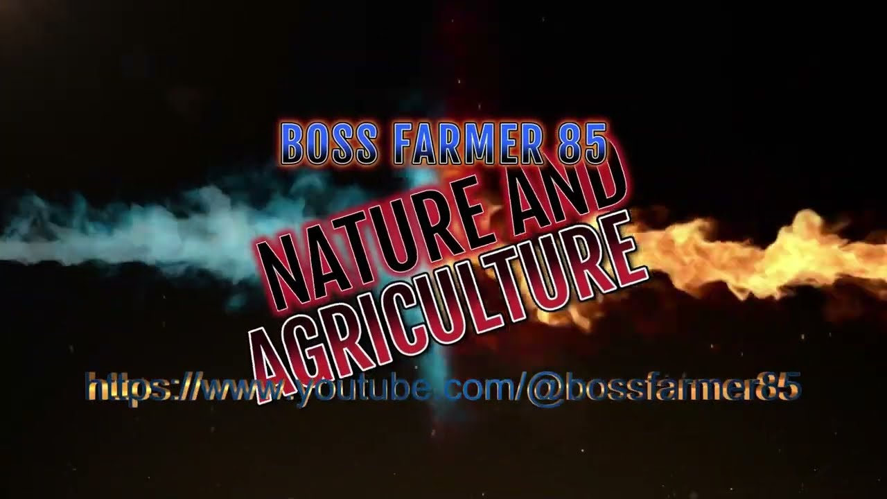 Macinatura farina per bestiame 🐄🐄🐄🐄🐄 | Fiat 211 R e mulino Tonutti 2 Pt.