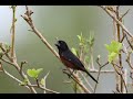Best training song pijepije picolet  curi  chestnutbellied seedfinch  oryzoborus angolensis