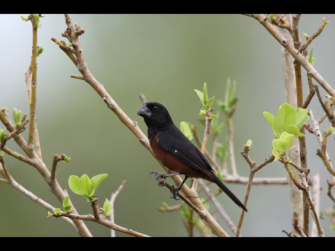 BEST TRAINING SONG PIJE PIJE Picolet  Curi  Chestnut bellied Seed finch  Oryzoborus angolensis