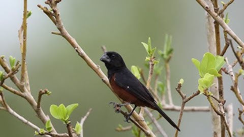 BEST TRAINING SONG "PIJE-PIJE" Picolet = Curió = Chestnut-bellied Seed-finch = Oryzoborus angolensis