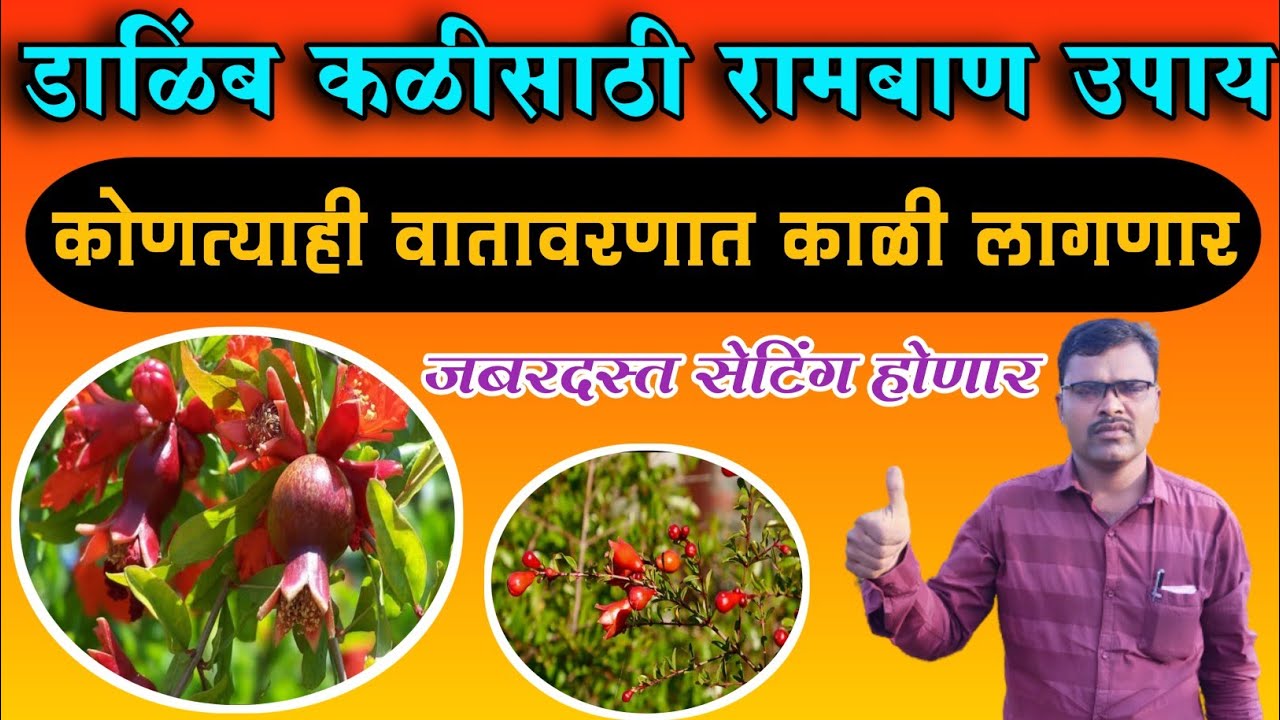 कोणत्याही वातावरणात डाळिंबाला कळी आणा || डाळिंबाला भयानक काळी लागेल || dalimb bagechi sampurn mahiti