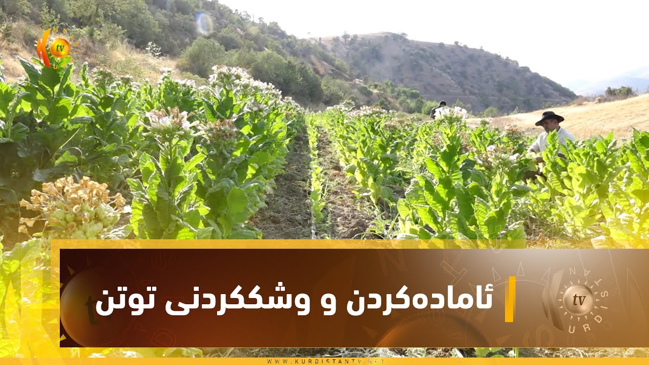 ئاماده‌كردن و وشككردنی توتن له‌ سیده‌كان