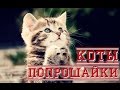 Смешное, милое видео с котами- КОТЫ - МИЛЫЕ ПОПРОШАЙКИ &amp; funny kittens