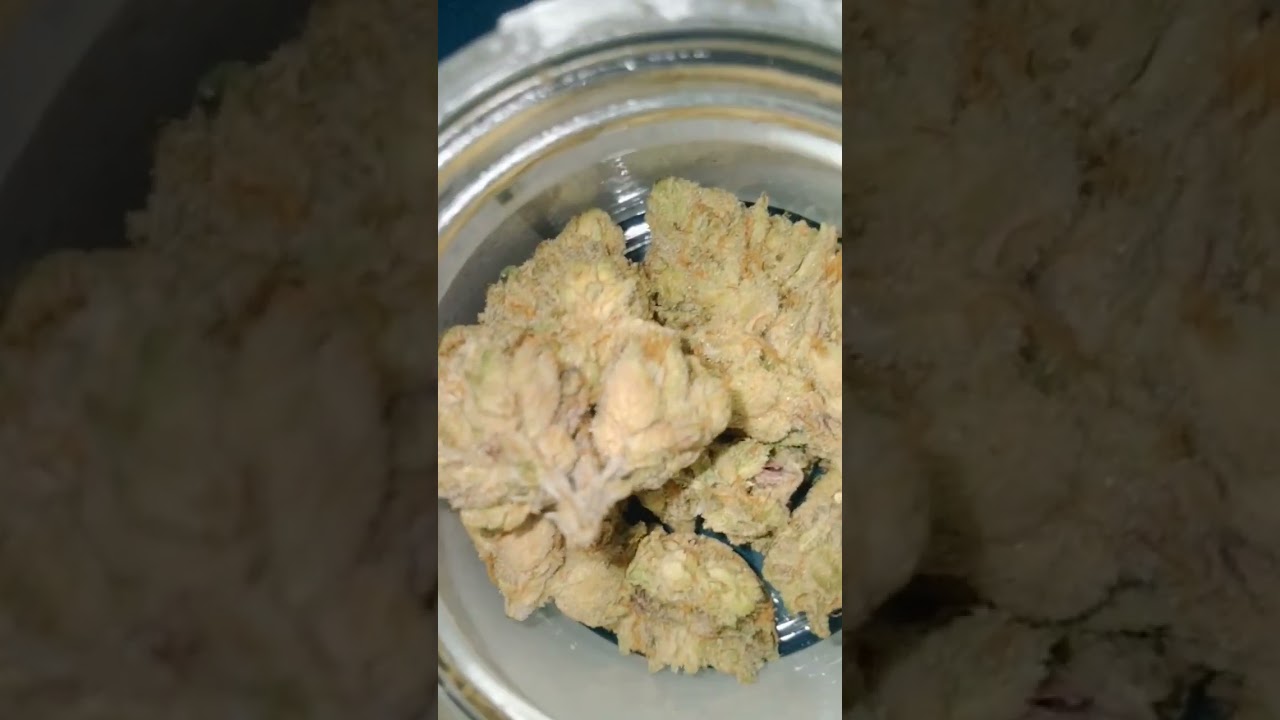 TERPY TIME TASTE BUDS -CONNECTED-LTD DROP GDPTHH×LT15 #11 