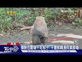 猴子也慶端午吃粽! 蔬果堆成小山　疑刻意餵食最高罰1萬｜TVBS新聞 @TVBSNEWS01