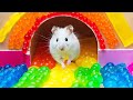 The worlds largest hamster prison maze  the best hamster challenges 1