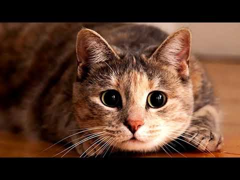 Как видят кошки: 4 особенности кошачьего зрения