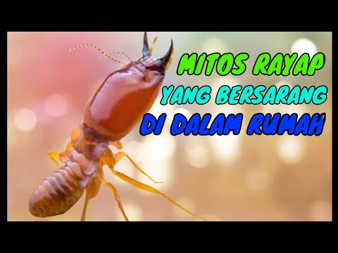 Video: Di mana rayap paling sering ditemukan?