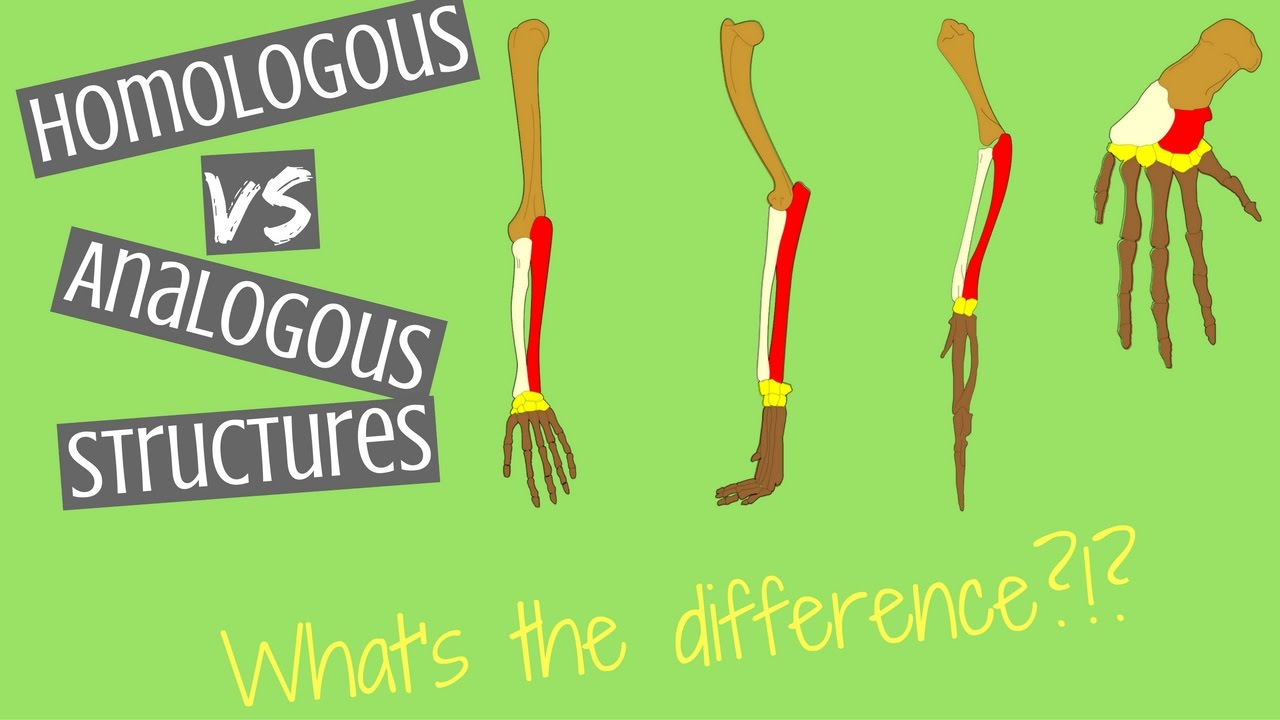 Homologous Structures Vs Analogous Structures | Key Differences