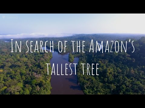 In search of the Amazon’s tallest tree