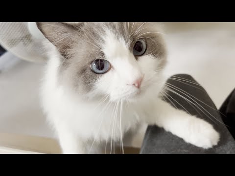 【悲報】猫カフェでの浮気がバレてラグドール猫に激怒されました。