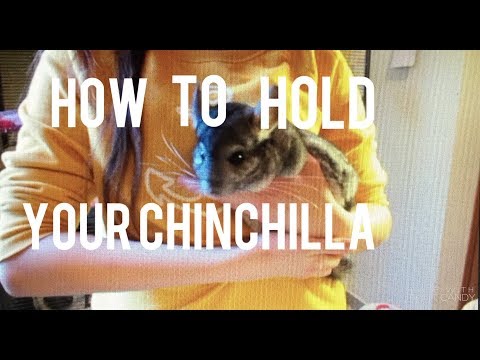 How To Hold/Pick Up A Chinchilla