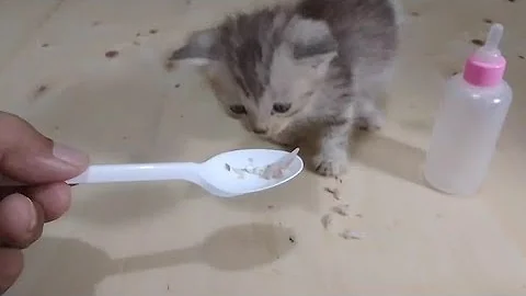 Watch the video about Survival | 36 Days Old Without Mama Cat | Persian Kitten