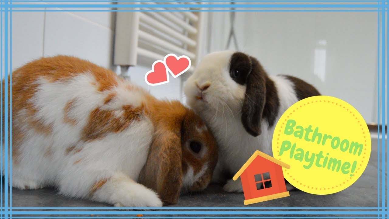 BUNNY BATHROOM PLAYTIME! // Ollie and Ermie YouTube