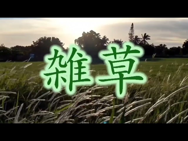 Watch 雑草 向林利明 #愛唄 on YouTube Watch 雑草 向林利明 #愛唄 on YouTube