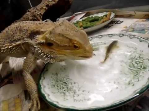 Can Bearded Dragons Eat Goldfish?