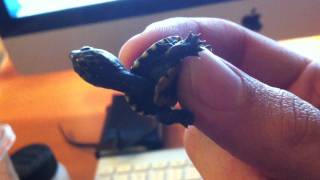 The Smallest Turtle Ive Ever Seen
