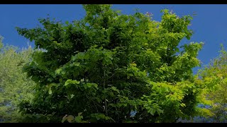 A Great Medium-Sized Tree: Persian Ironwood (Parrotia Persica)