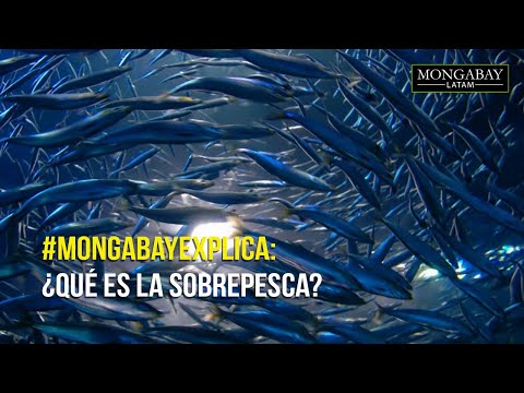 #MongabayExplica: ¿Qué es la sobrepesca?