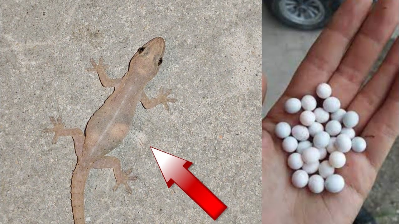 Tropical House Gecko Eggs YouTube tropical-house-gecko-eggs-youtube