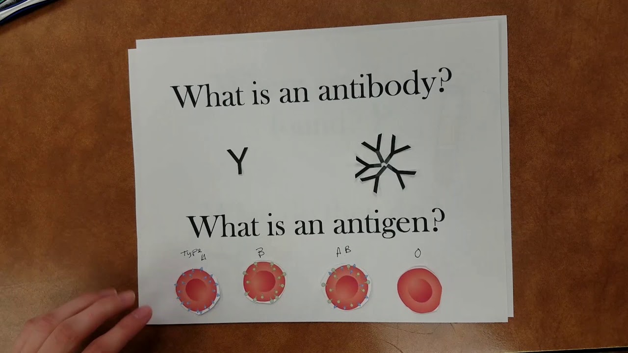 Antibodies and Antigens YouTube