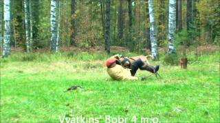 Vyatkins' Bobr - 4 months old, bitework