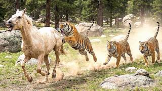 Wild Horse Brutally Chasing & Hunted by 4 Tigers