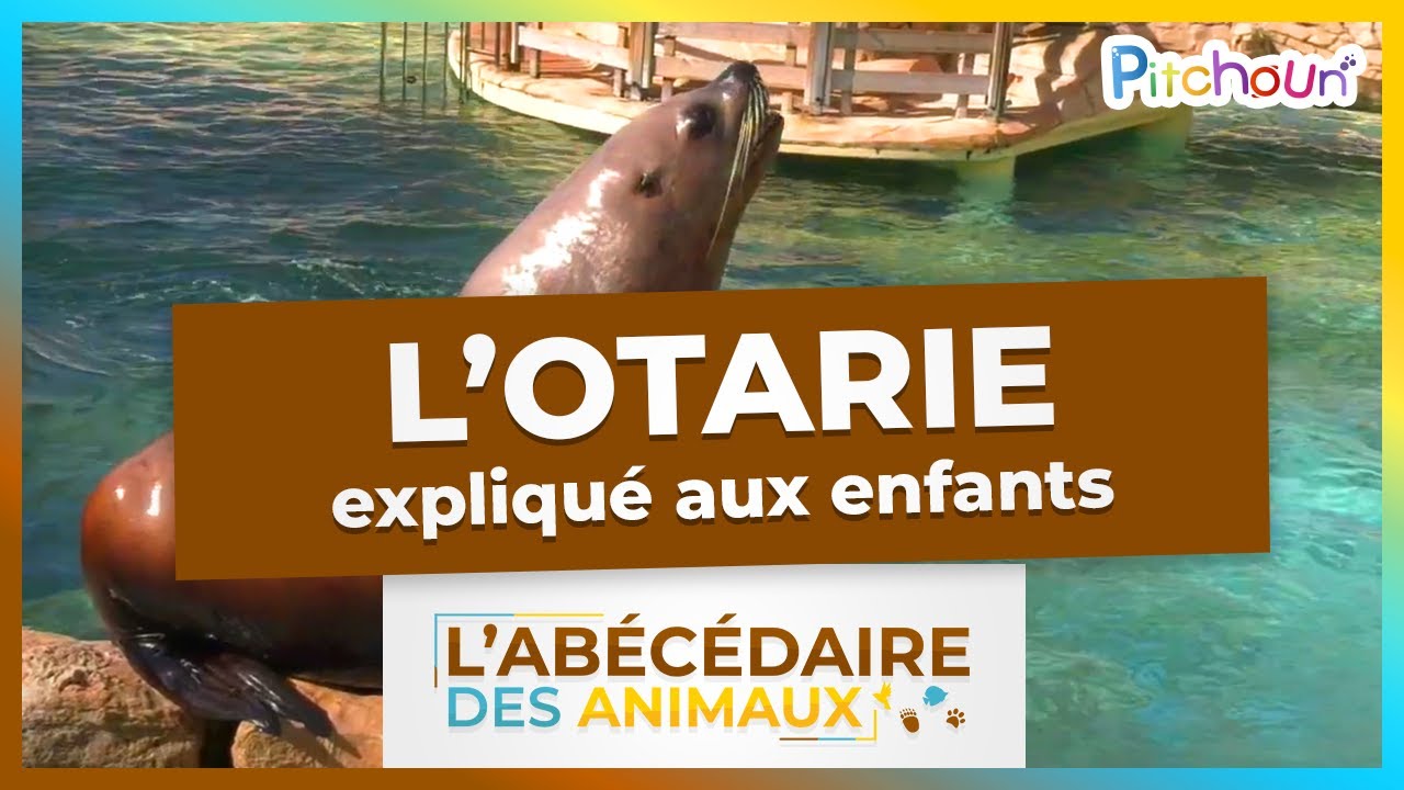 a-la-d-couverte-de-l-otarie-l-ab-c-daire-des-animaux-youtube