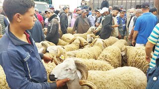 ها فين وصل ثمن خروف العيد حولي صردي بسوق حد سوالم نواحي دار البيضاء اضحية العيد